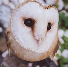 an owl is looking at the camera while standing on rocks