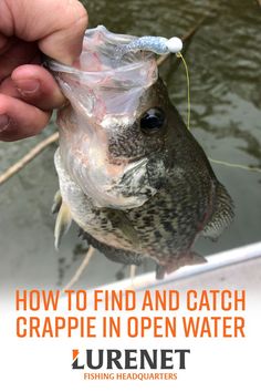 a person holding a fish in a bag with the caption how to find and catch crappie in open water