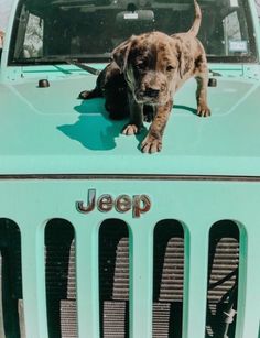 a dog is standing on the hood of a jeep