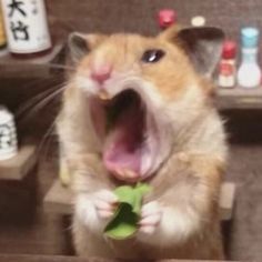 a hamster is holding a piece of lettuce in it's mouth