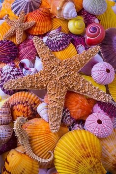 a starfish surrounded by sea shells and seashells