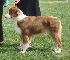 a brown and white dog standing on top of a lush green field next to people