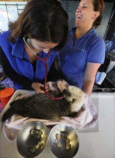 two women in scrubs are examining a cat