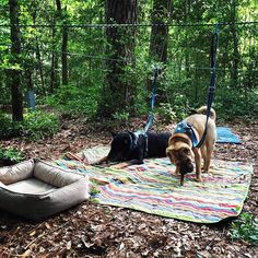 two dogs are on a blanket in the woods with their leashes tied to them