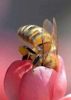 a bee sitting on top of a pink flower