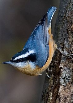 a blue bird perched on the side of a tree