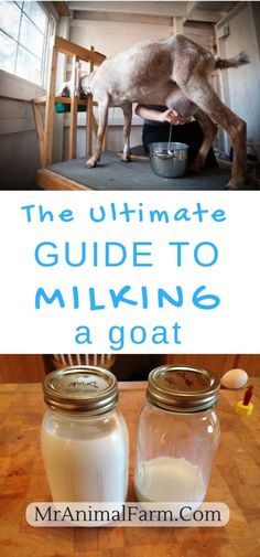 the ultimate guide to milking a goat