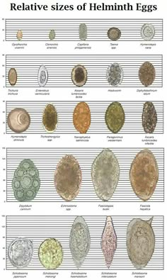 an image of different types of eggs in each egg type, from the beginning to the end