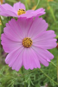 two pink flowers with yellow stamens in the middle