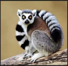 a close up of a lemura sitting on top of a tree branch with it's eyes open