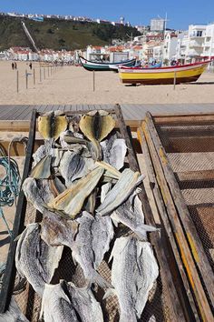 dead fish on the beach with boats in the background