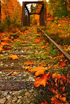 an old train track surrounded by fall leaves