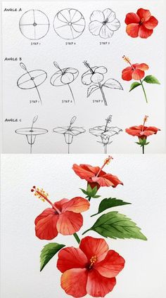 some flowers are shown in different stages of blooming, and then being drawn by hand