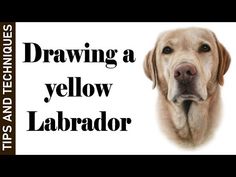 a yellow labrador retriever is smiling for the camera