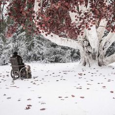 a person sitting on a park bench under a tree in the snow with red leaves