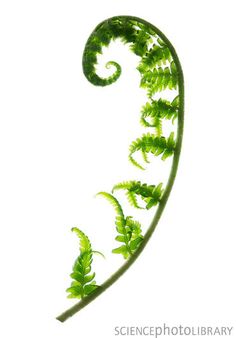 an image of a plant that is in the shape of a spiral on a white background