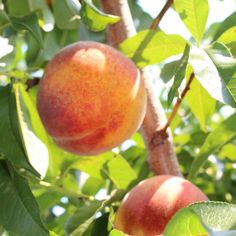 two peaches hanging from a tree with leaves