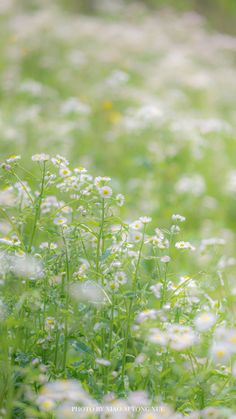 a field full of white and yellow flowers with lots of green grass in the background