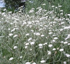 white flowers growing in the middle of a field