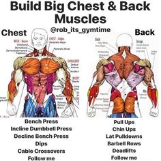 an image of the back muscles and their corresponding muscles for each muscle type, which includes