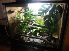 a fish tank filled with plants and rocks