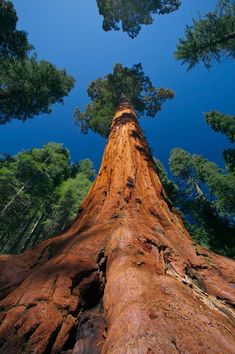 looking up at the top of a giant tree