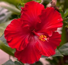 a large red flower with green leaves in the foreground and on the far side