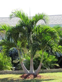 a large palm tree sitting in the middle of a yard