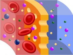 the structure of an animal's cell is shown in three different colors and sizes