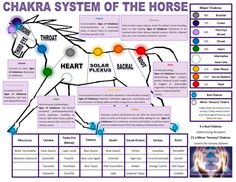 Animal Chakras, Equine Bodywork, Equine Massage Therapy, Horse Spirit Animal, Equine Acupressure, Horse Massage, Pet Healing, Reiki Business