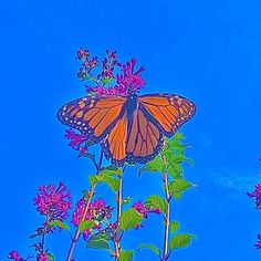 a butterfly sitting on top of a purple flower with blue sky in the back ground