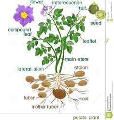 the parts of a plant that are labeled in this diagram, including roots and leaves