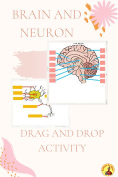 Brain and Neuron drag and drop Labeling Activities, Parts Of The Brain, Information Processing, Review Activities, Digital Activities