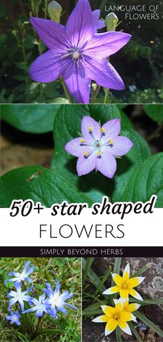 different types of flowers with the title overlay that reads, 50 + star shaped flowers simply beyond herbs