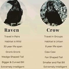 two different types of crows are shown in this graphic above the words raven and crow