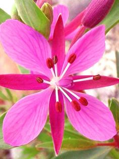 a pink flower that is blooming in the sun