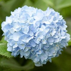 a blue flower with green leaves in the background