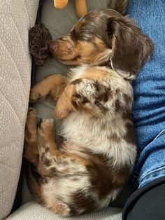 Miniture longhaired dachshund Longhaired Dachshund, Cute Animals Puppies, Christmas Wishlist, Dachshund, New Baby Products, Cute Animals, Puppies, Christmas, Animals