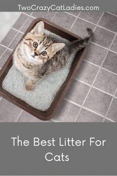 a cat laying in a litter box with the caption, the best litter for cats