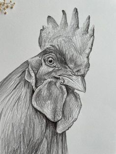 a pencil drawing of a rooster's head