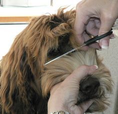 Australian Labradoodle Grooming, Labradoodle Haircut, Doodle Haircuts, Labradoodle Grooming, Doodle Cuts, Doodle Grooming, Goldendoodle Haircuts, Tibet Terrier, Goldendoodle Grooming