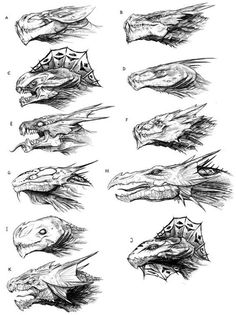 some drawings of different types of alligators