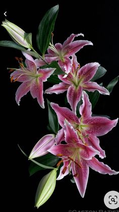 three pink lilies with green leaves on a black background