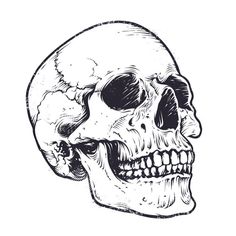 a black and white drawing of a human skull