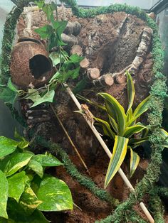 an aquarium filled with lots of plants and rocks