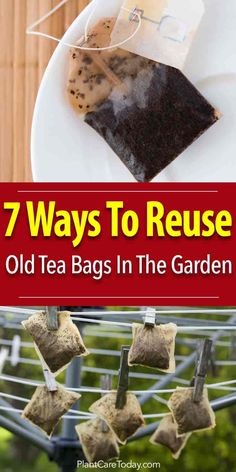 seven ways to reuse old tea bags in the garden