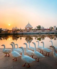 a group of white ducks standing next to each other on the ground near some water