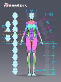 a woman's body is shown with the muscles labeled in different colors and sizes