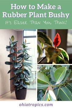 how to make a rubber plant bushy it's easier than you think