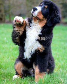 a black and brown dog standing on it's hind legs with its paws in the air